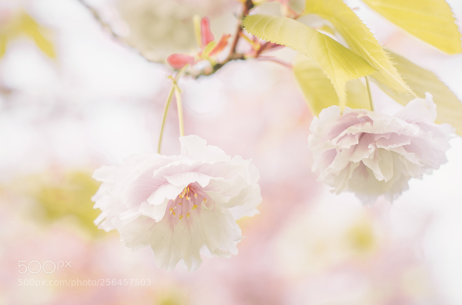 Nikon D500 sample photo. Blossoms photography