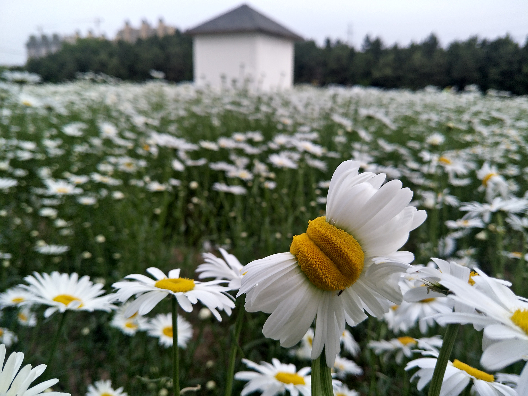 OPPO R9S sample photo