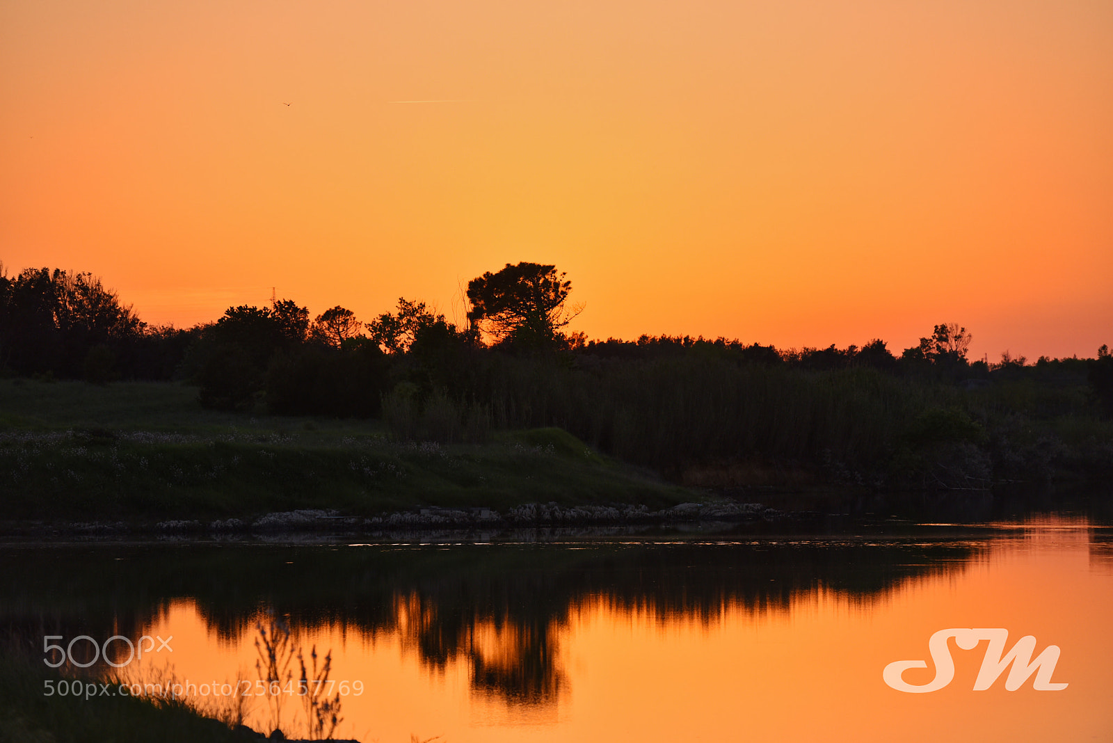 Nikon D750 sample photo. Silhuet tree photography
