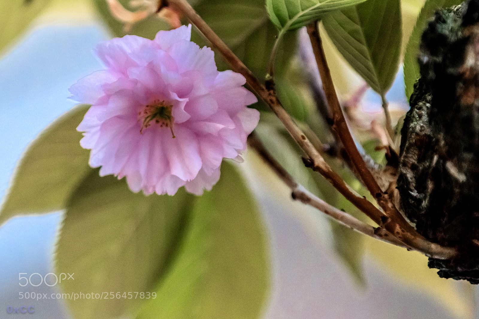 Canon EOS 7D Mark II sample photo. A simple blossom photography