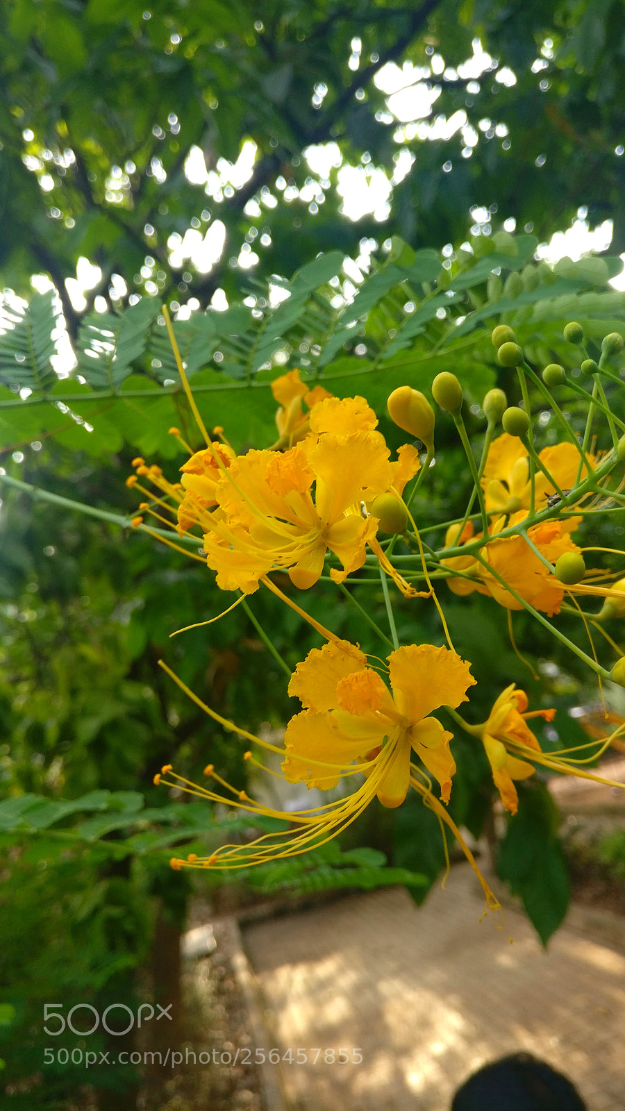 OnePlus A3003 sample photo. Flower photography