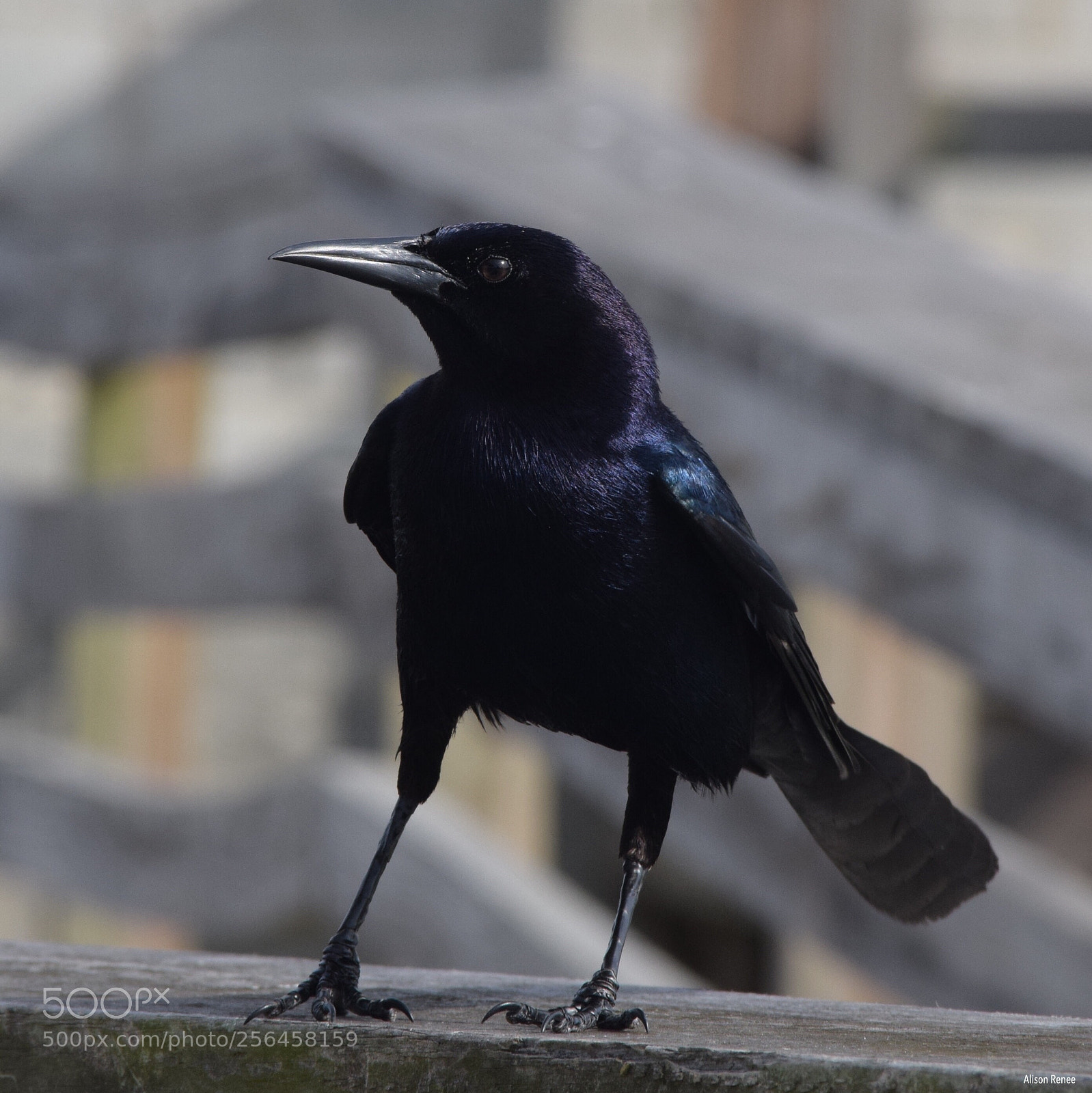 Nikon D3300 sample photo. Boat-tailed grackel photography
