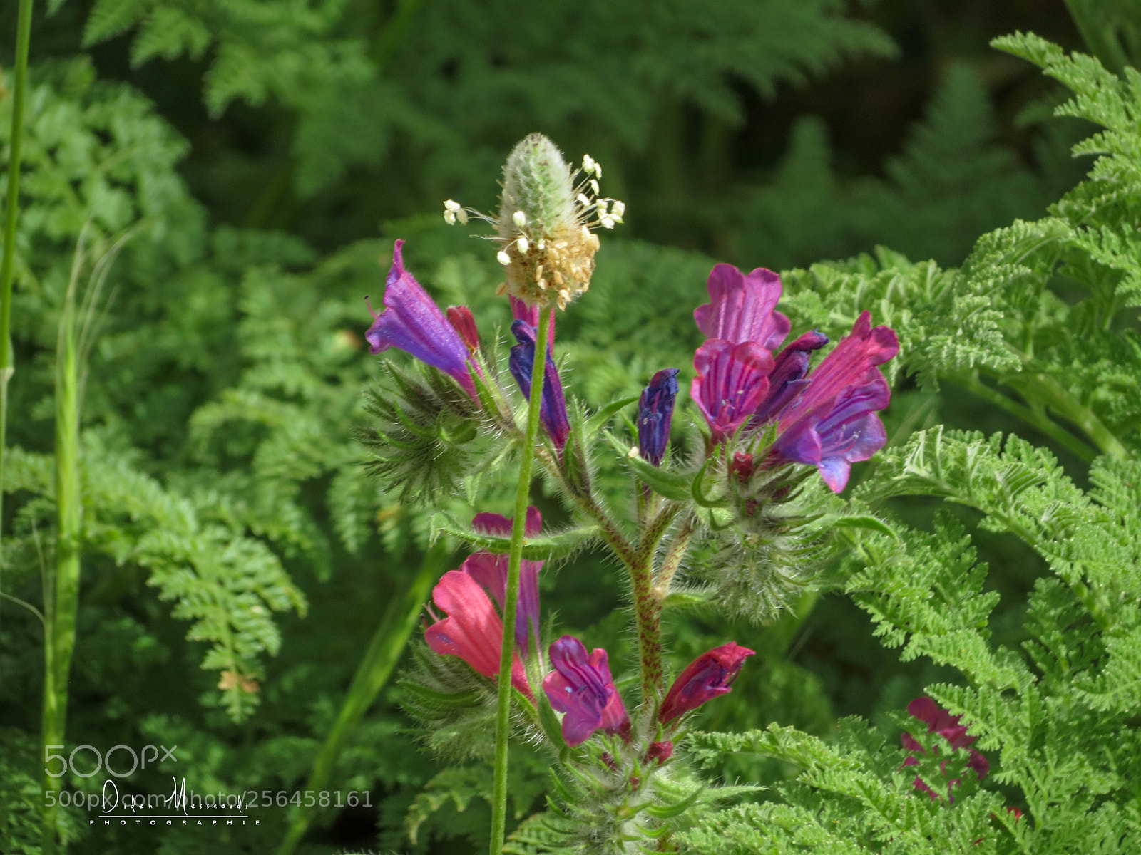 Canon PowerShot SX40 HS sample photo. Img photography