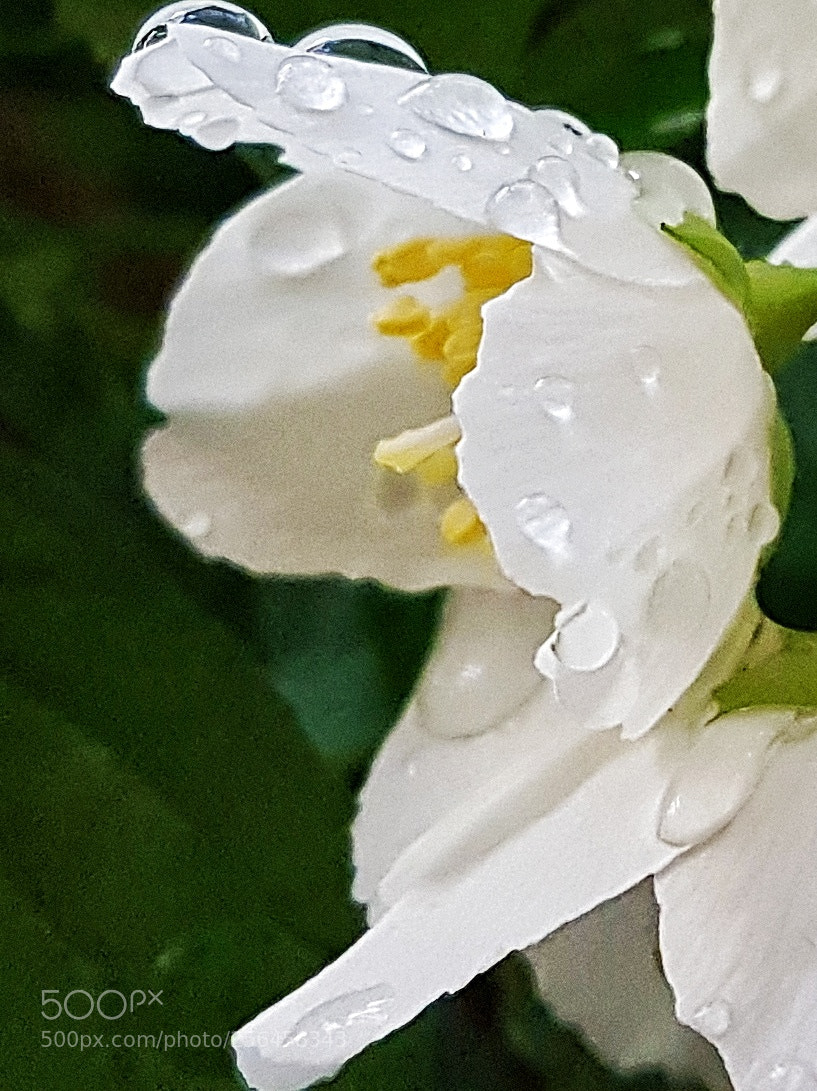 Samsung Galaxy S7 Edge sample photo. Untitled photography