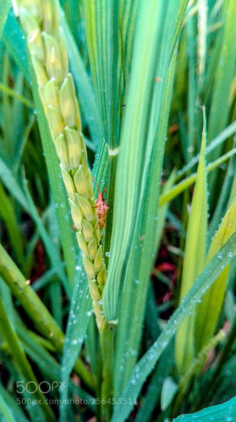 HUAWEI P8 Lite sample photo. Untitled photography