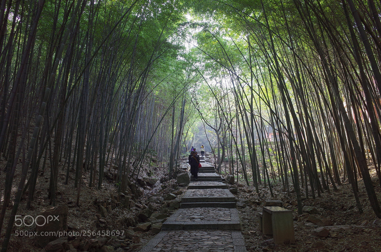 Ricoh GR II sample photo. Bamboo forest  photography