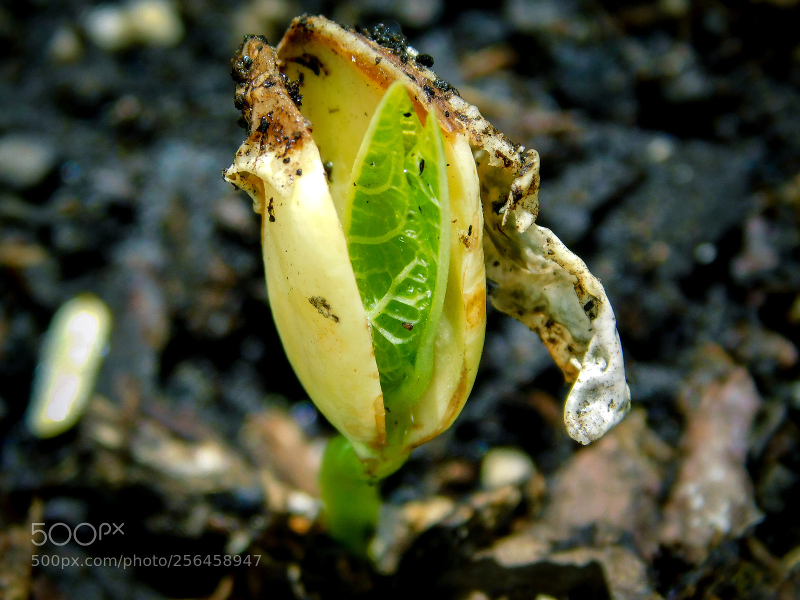 Nikon Coolpix B500 sample photo. Lima bean sprout photography