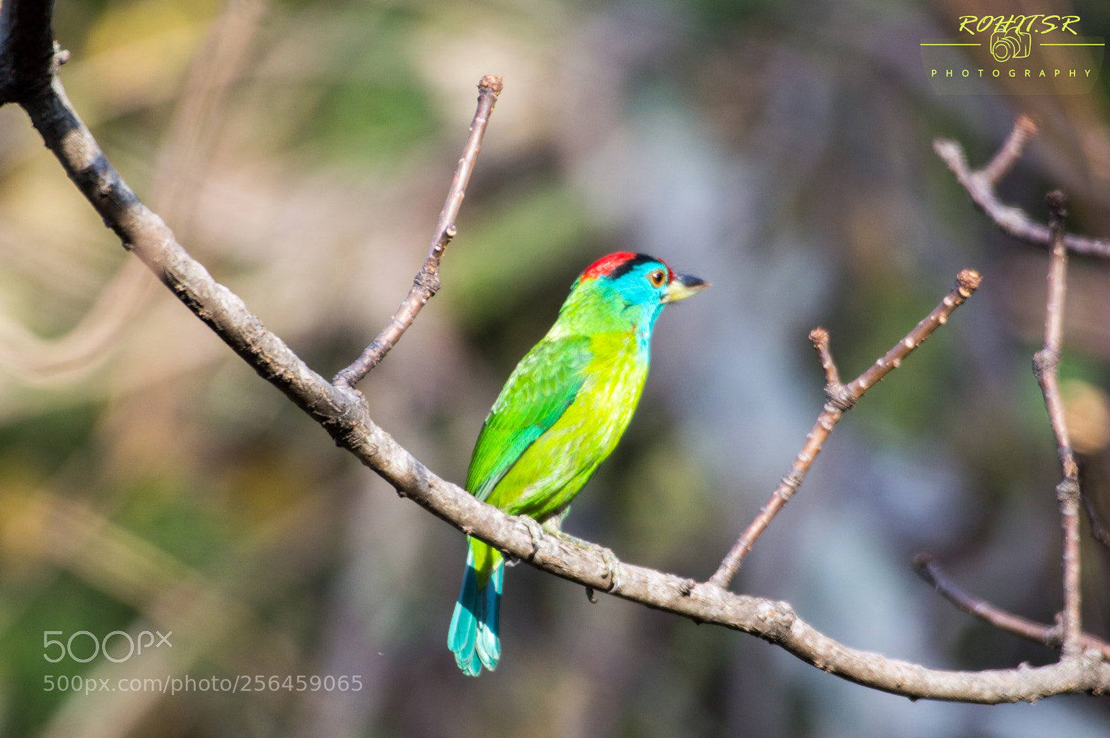 Nikon D3200 sample photo. Blue throated barbet photography