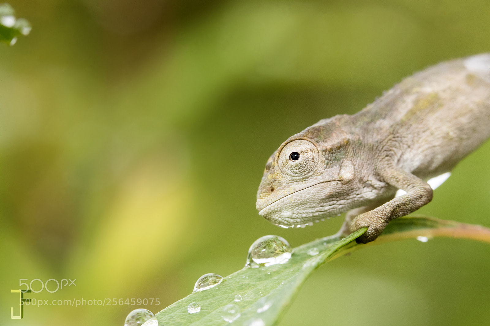 Canon EOS-1D X Mark II sample photo. Bradypodion dracomontanum photography