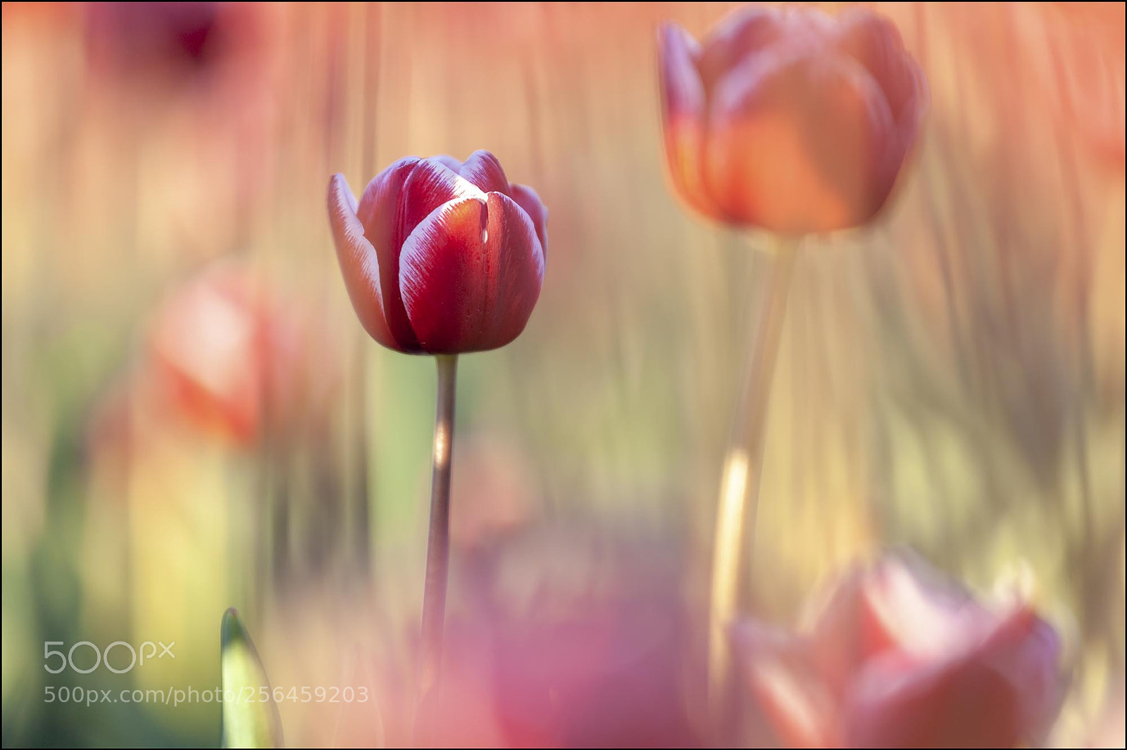 Canon EOS 5D Mark II sample photo. Dutch tulips photography