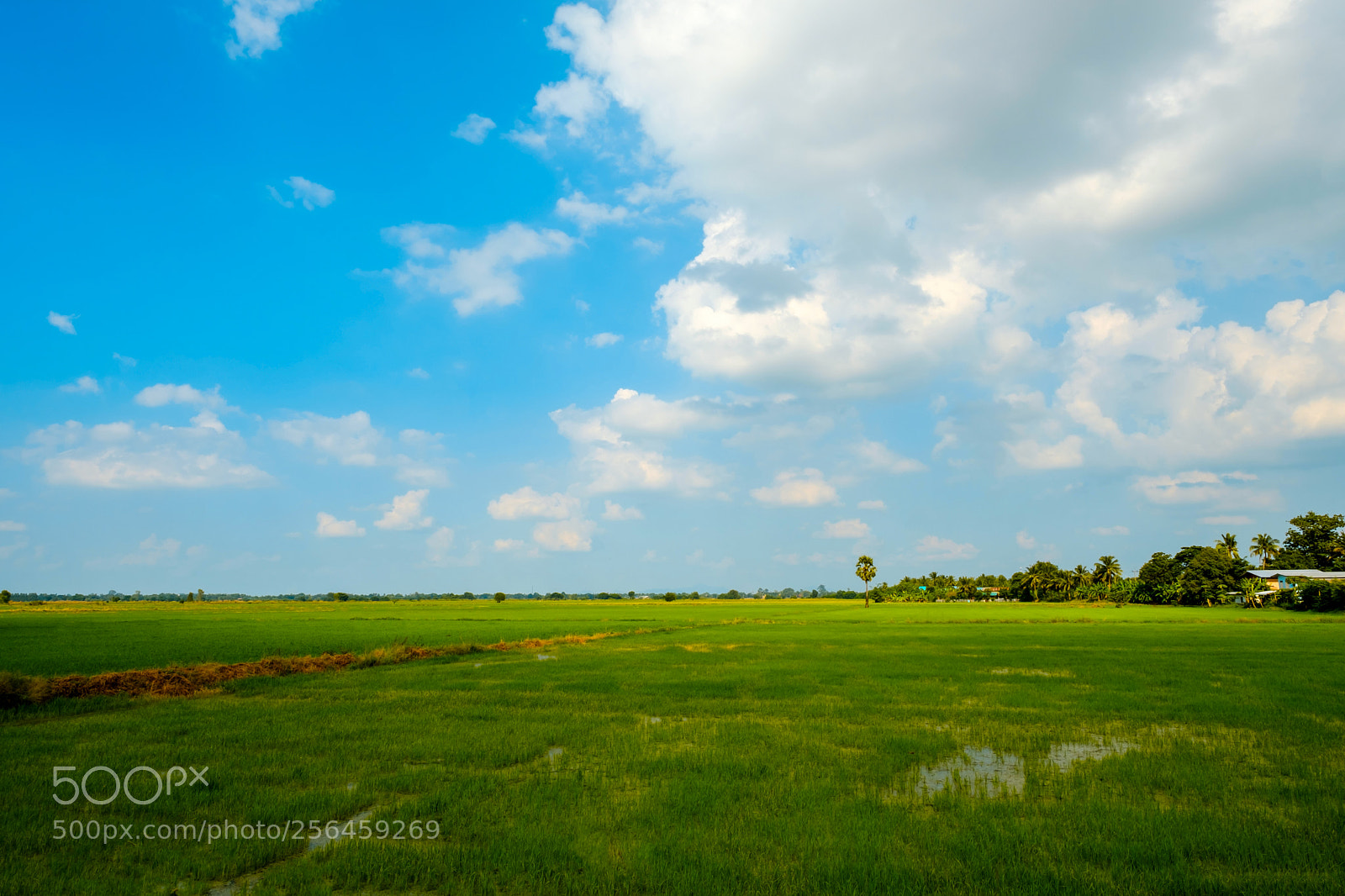 Fujifilm X-T2 sample photo. Green rice field photography