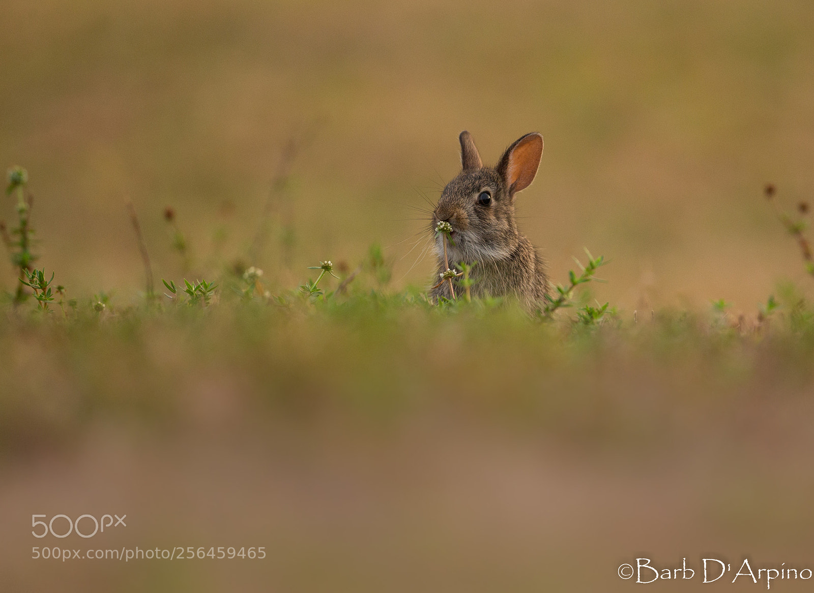 Canon EOS-1D X sample photo. Hoppy friday photography
