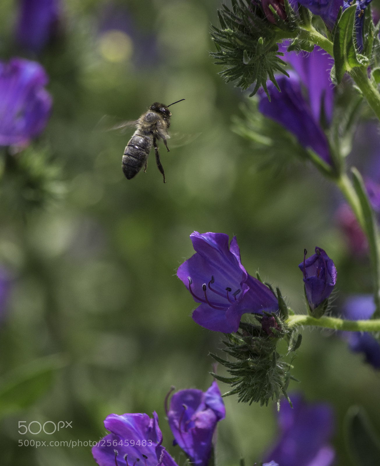 Nikon D7200 sample photo. Springtime photography