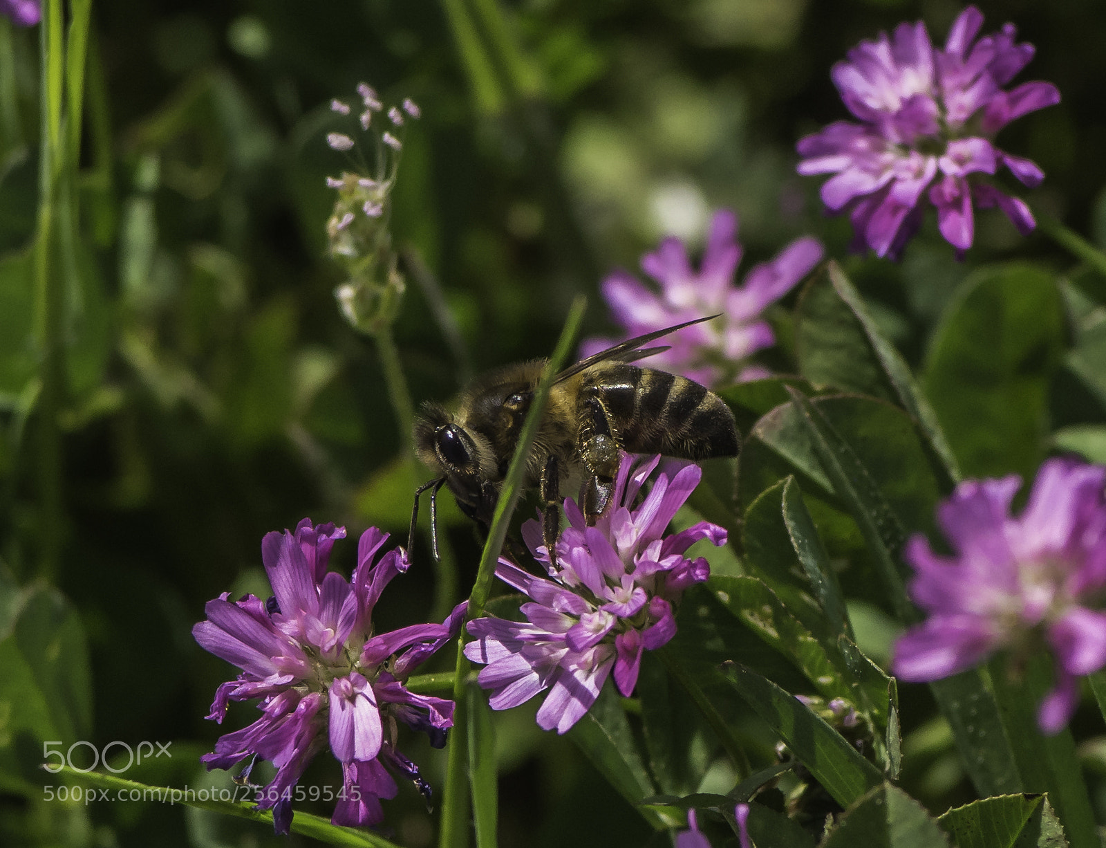 Nikon D7200 sample photo. Springtime photography