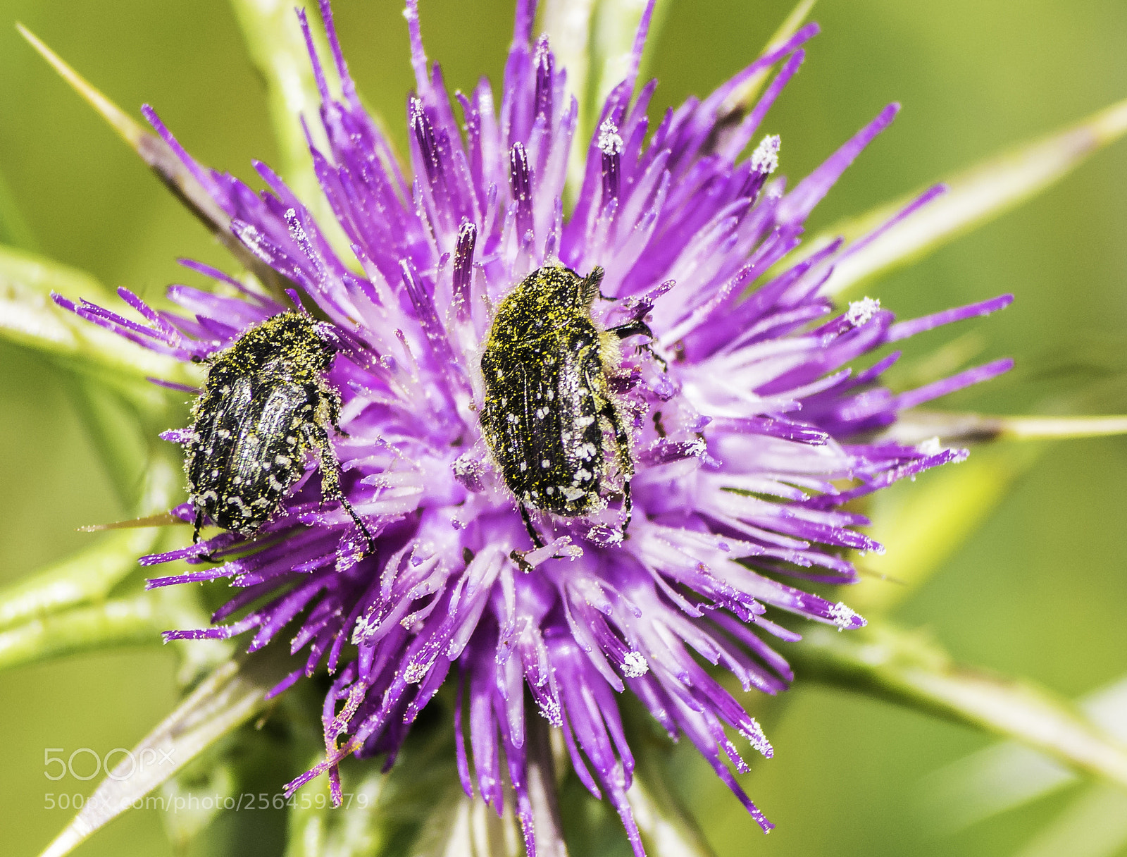 Nikon D7200 sample photo. Springtime photography