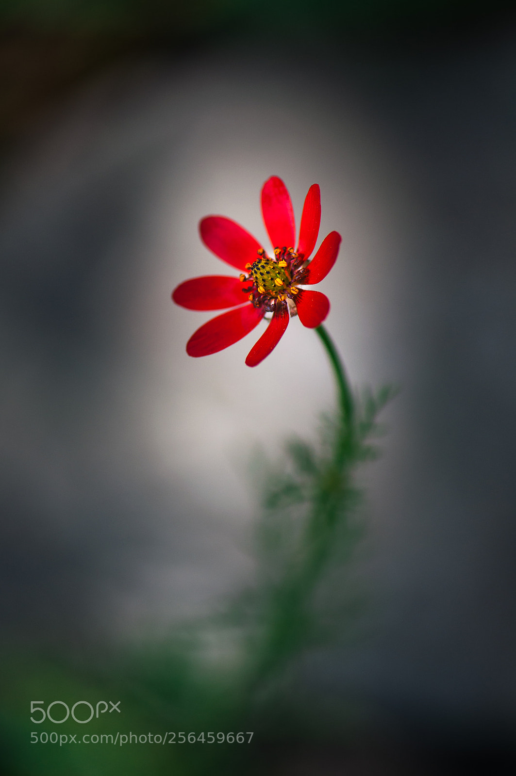 Nikon D90 sample photo. Flower photography