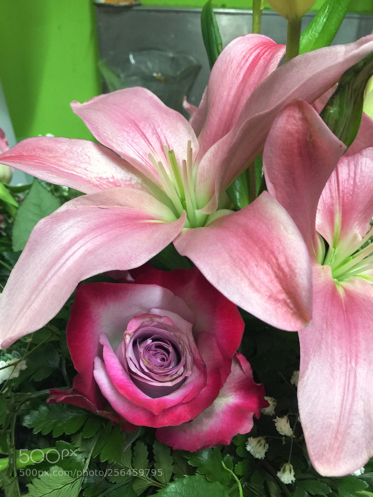 Apple iPhone 6 Plus sample photo. Today’s flower ?  photography