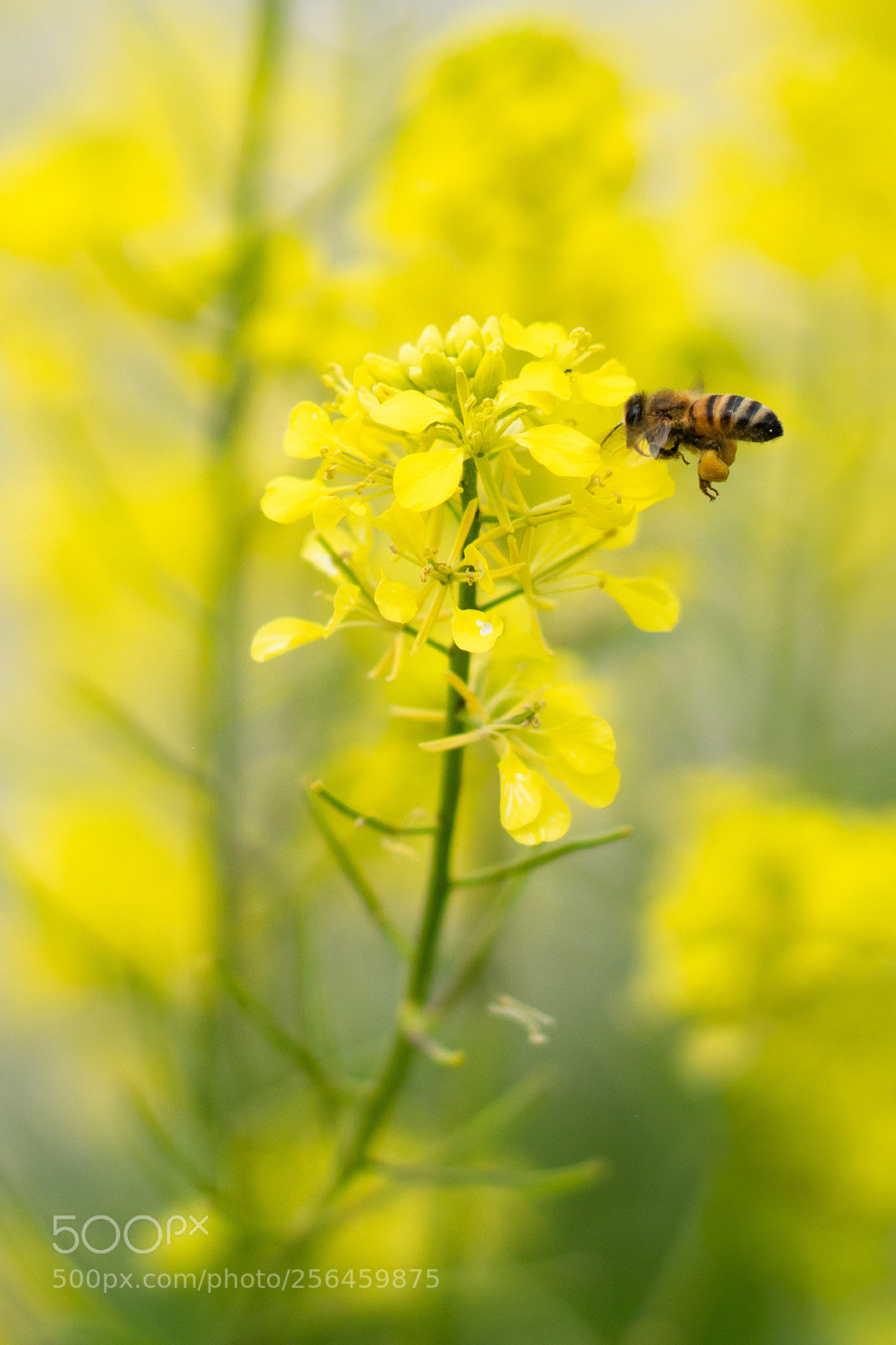 Sony a6500 sample photo. Foraging in work #2 photography