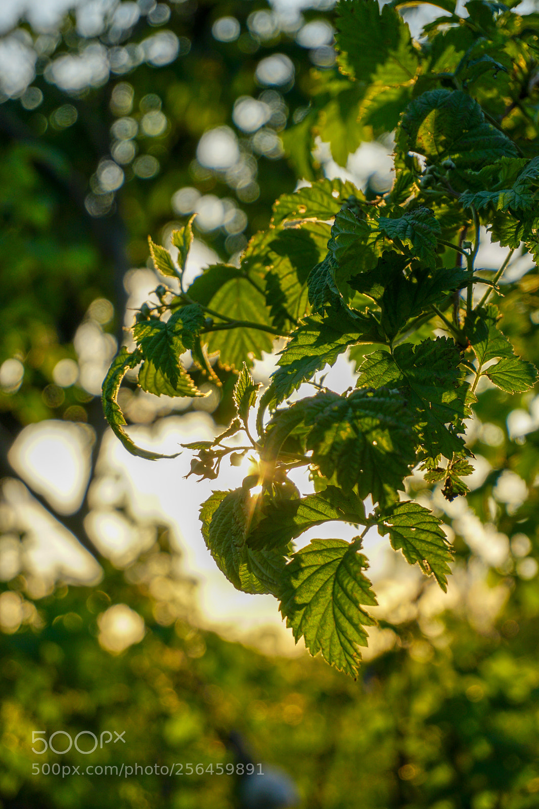 Sony a6300 sample photo. Raspberry bush photography