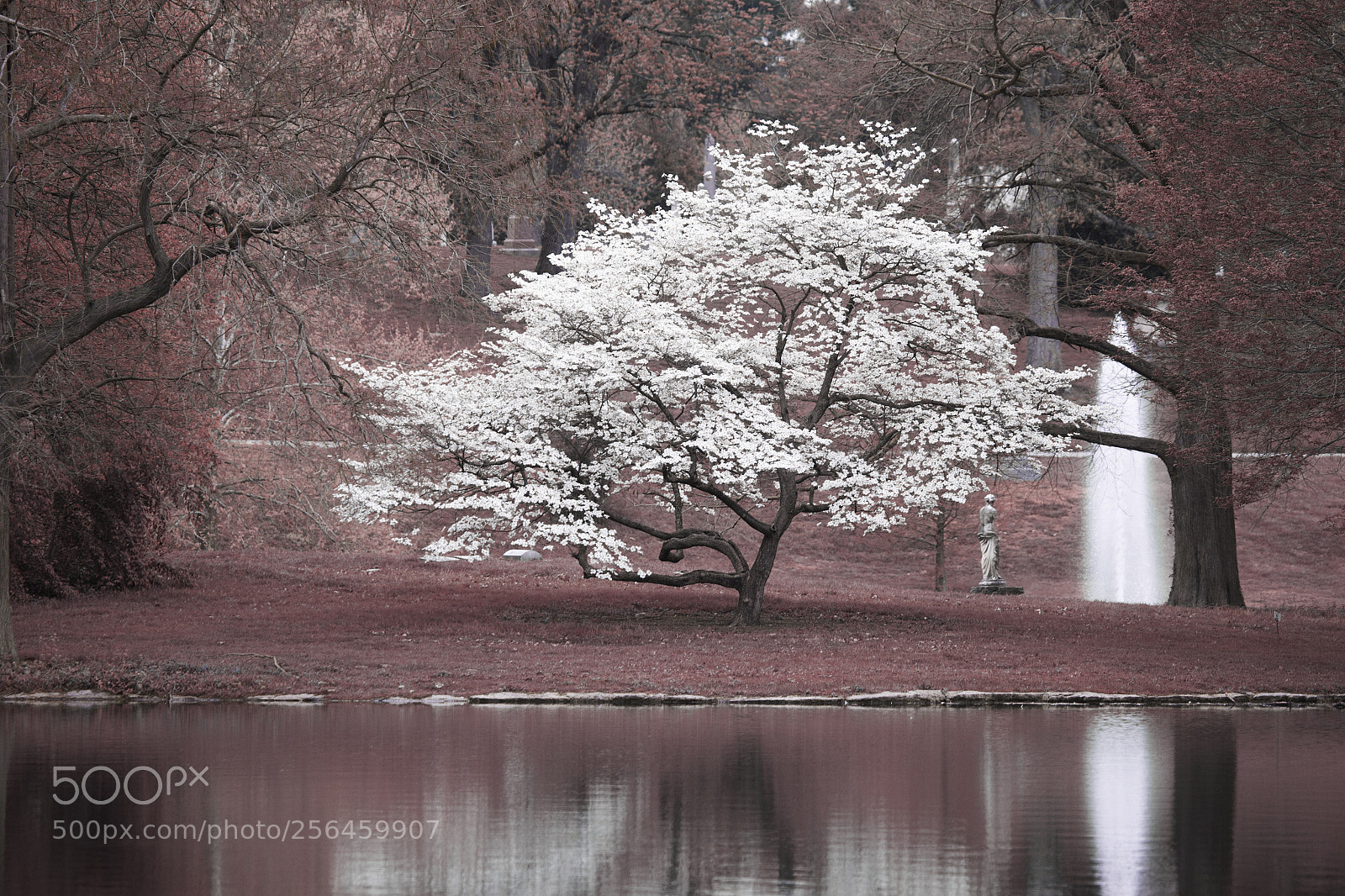 Canon EOS 6D sample photo. Cherry photography