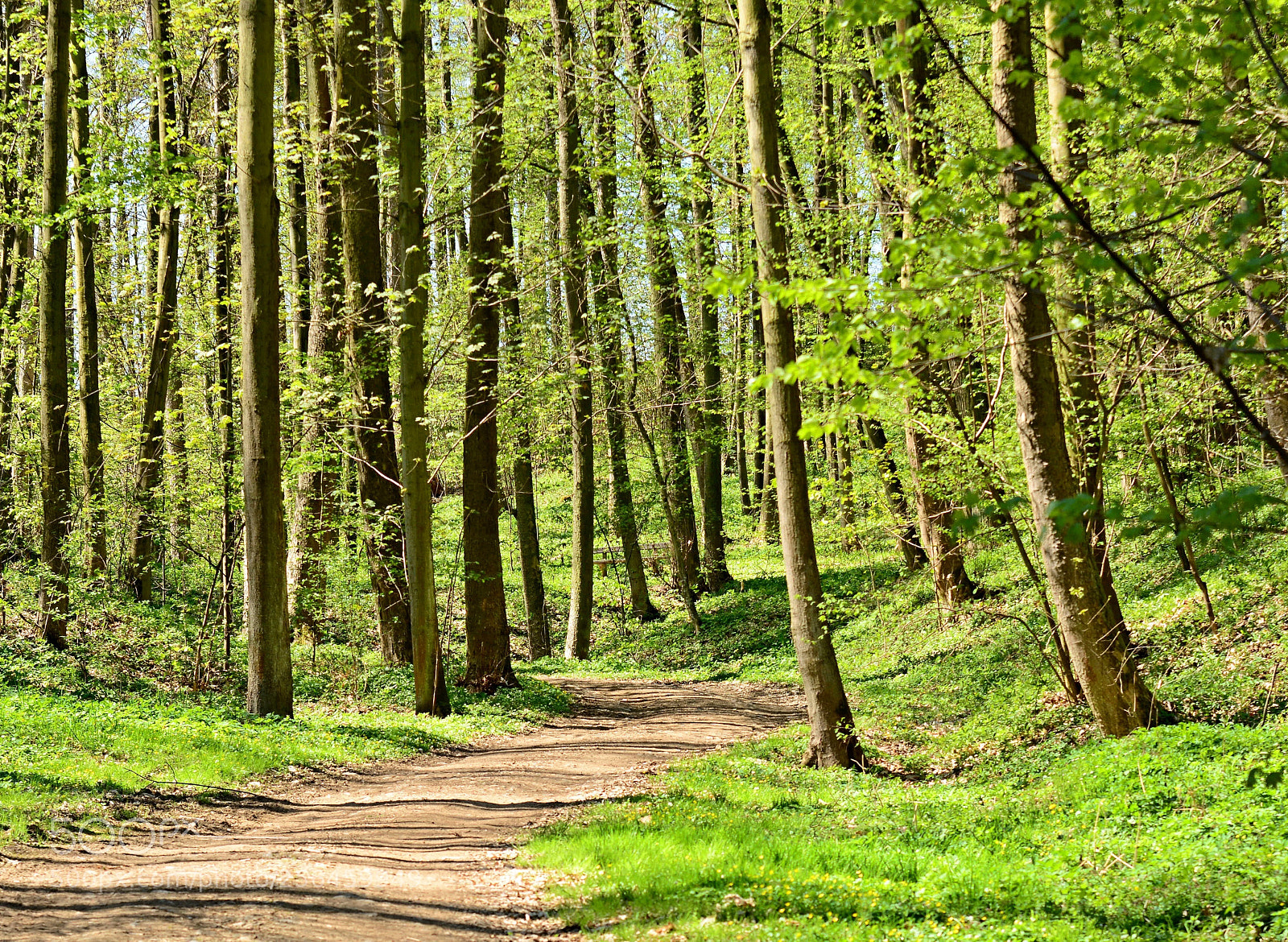 Nikon D7100 sample photo. Green park photography