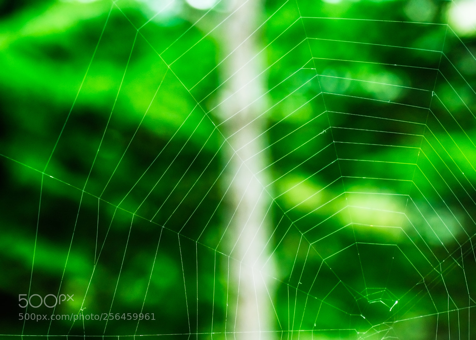 Nikon D3300 sample photo. Hexagonal spider web photography