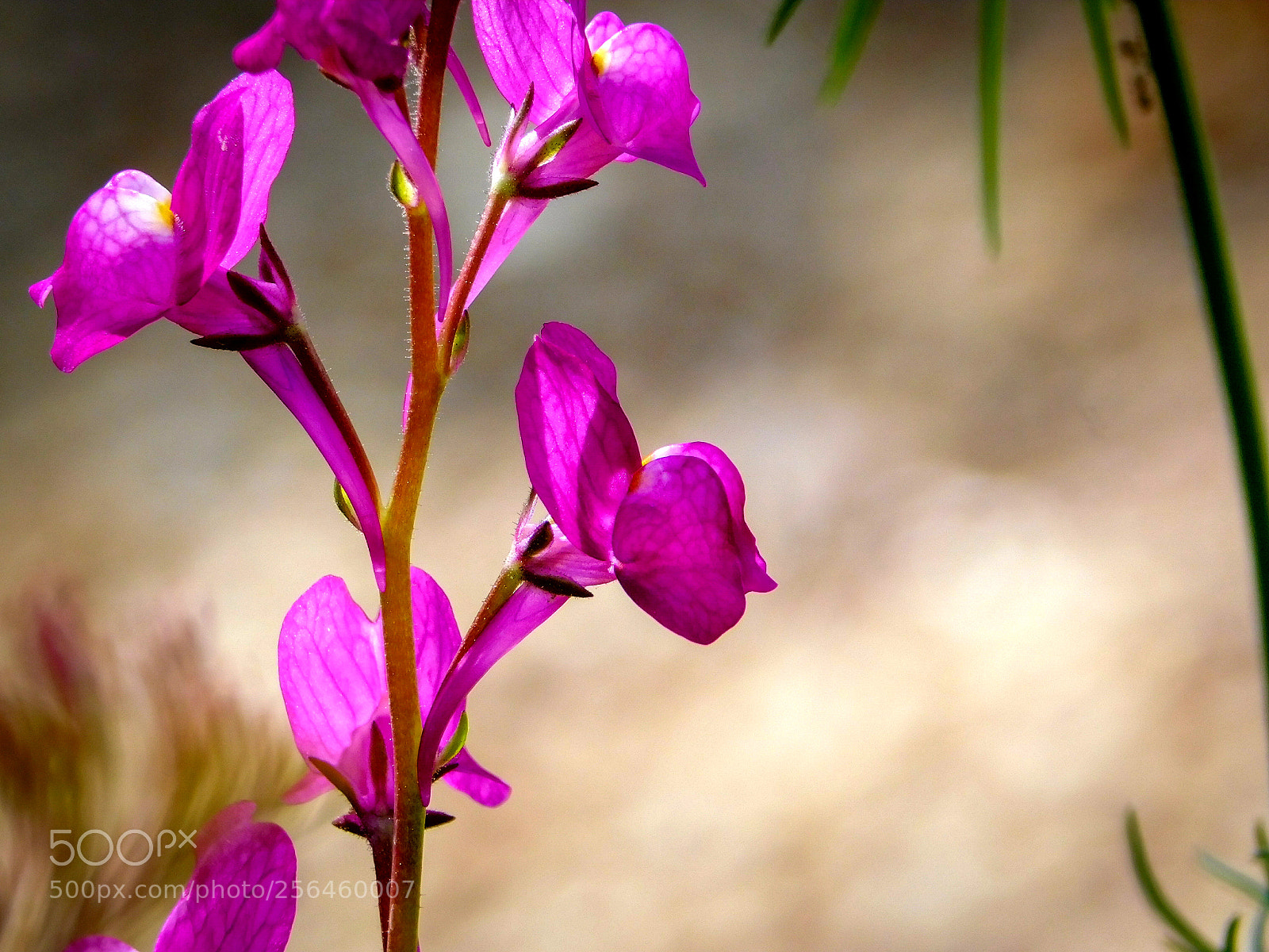 Nikon Coolpix B500 sample photo. Moroccan toadflax photography