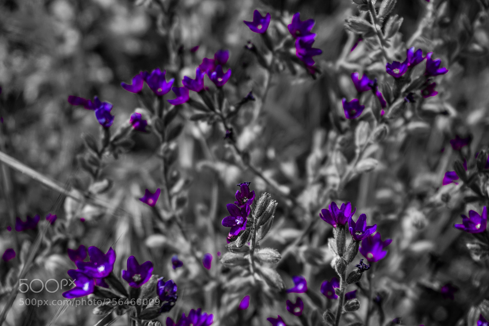 Sony a6000 sample photo. Wild flowers photography