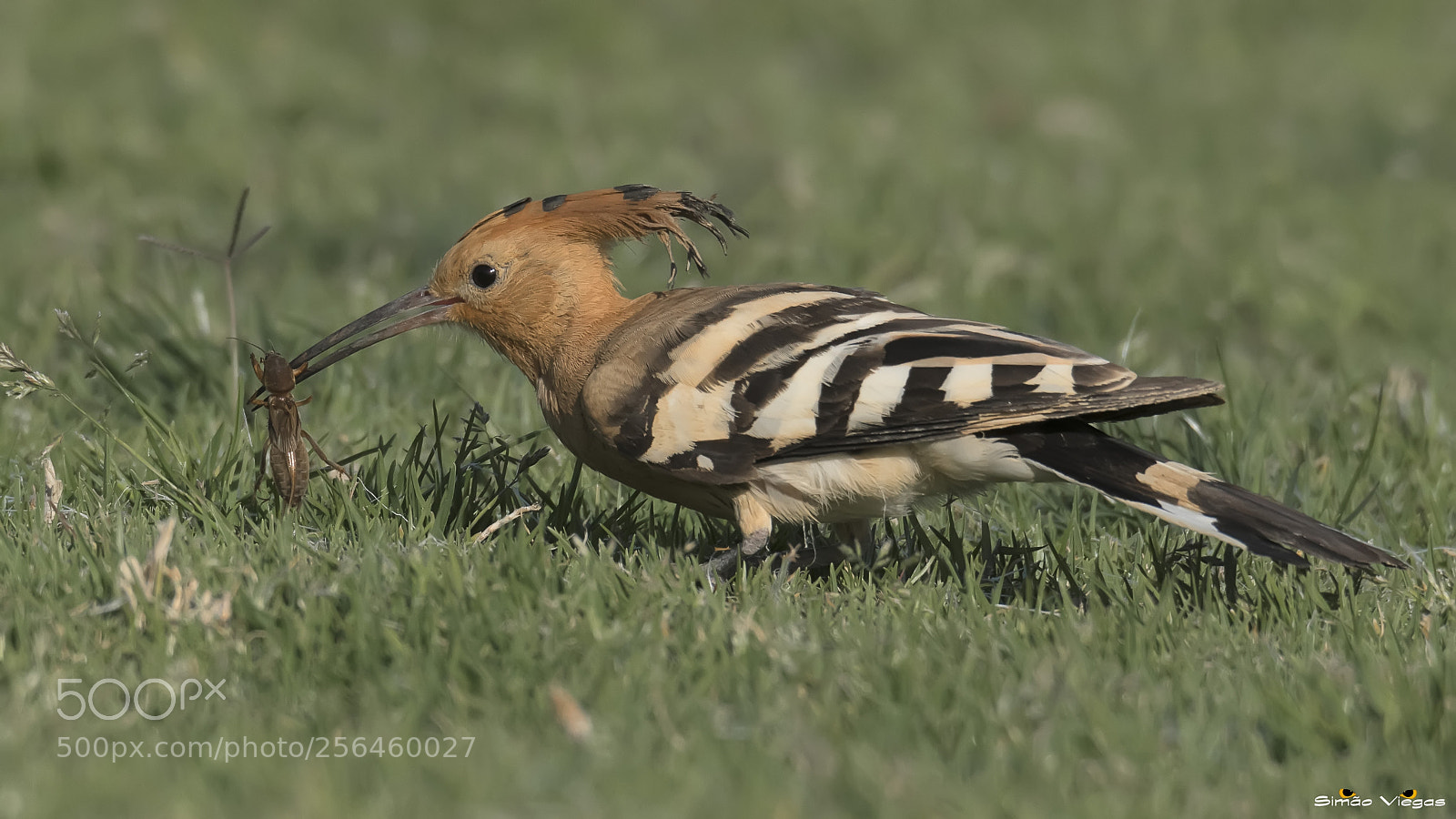Nikon D500 sample photo. Upupa epops / poupa / hoopoe photography