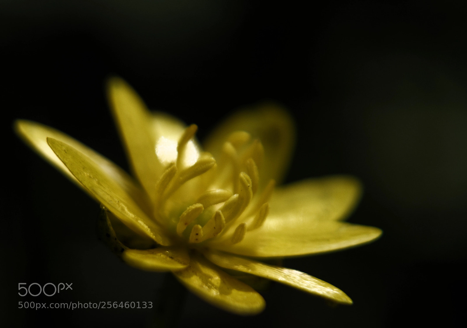 Nikon D5100 sample photo. Untitled photography