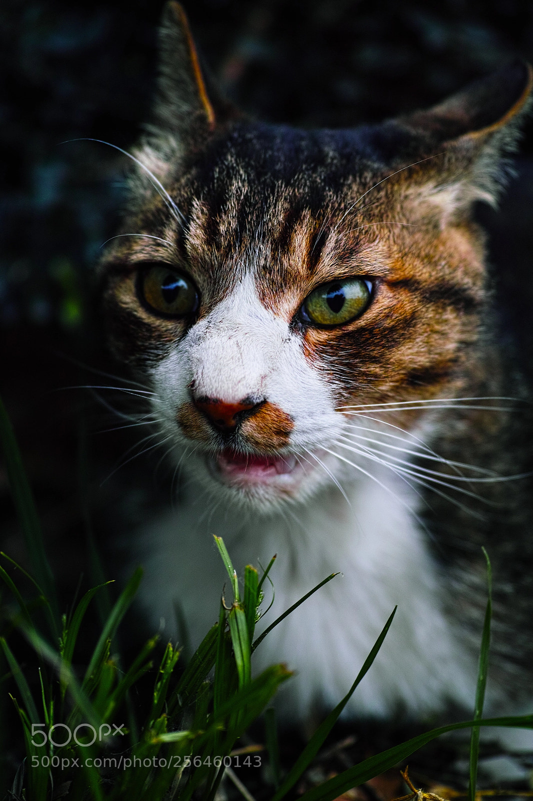 Sigma DP3 Merrill sample photo. Cat every day photography