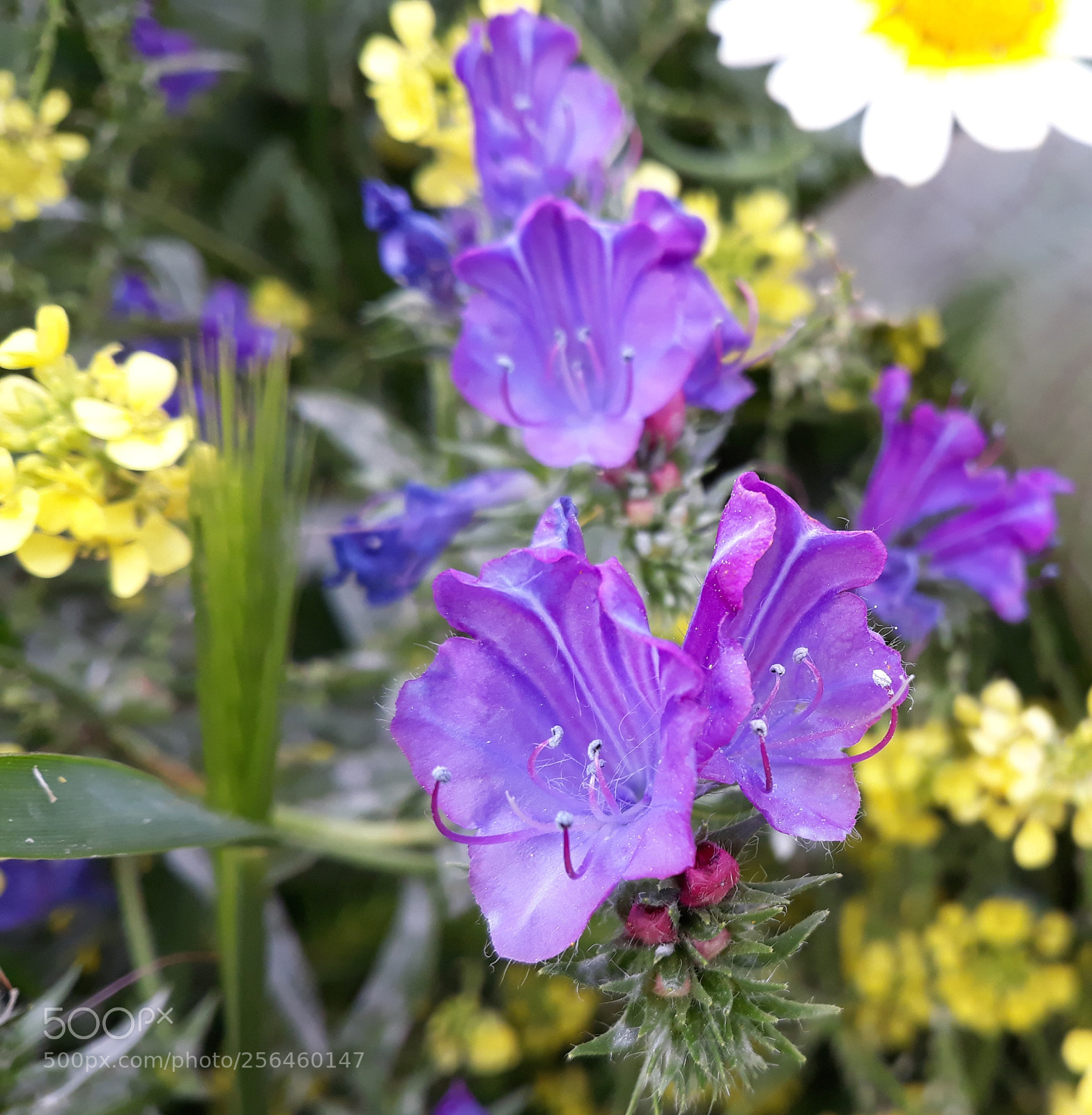 Samsung Galaxy J7 sample photo. 20180501_221527.jpg photography