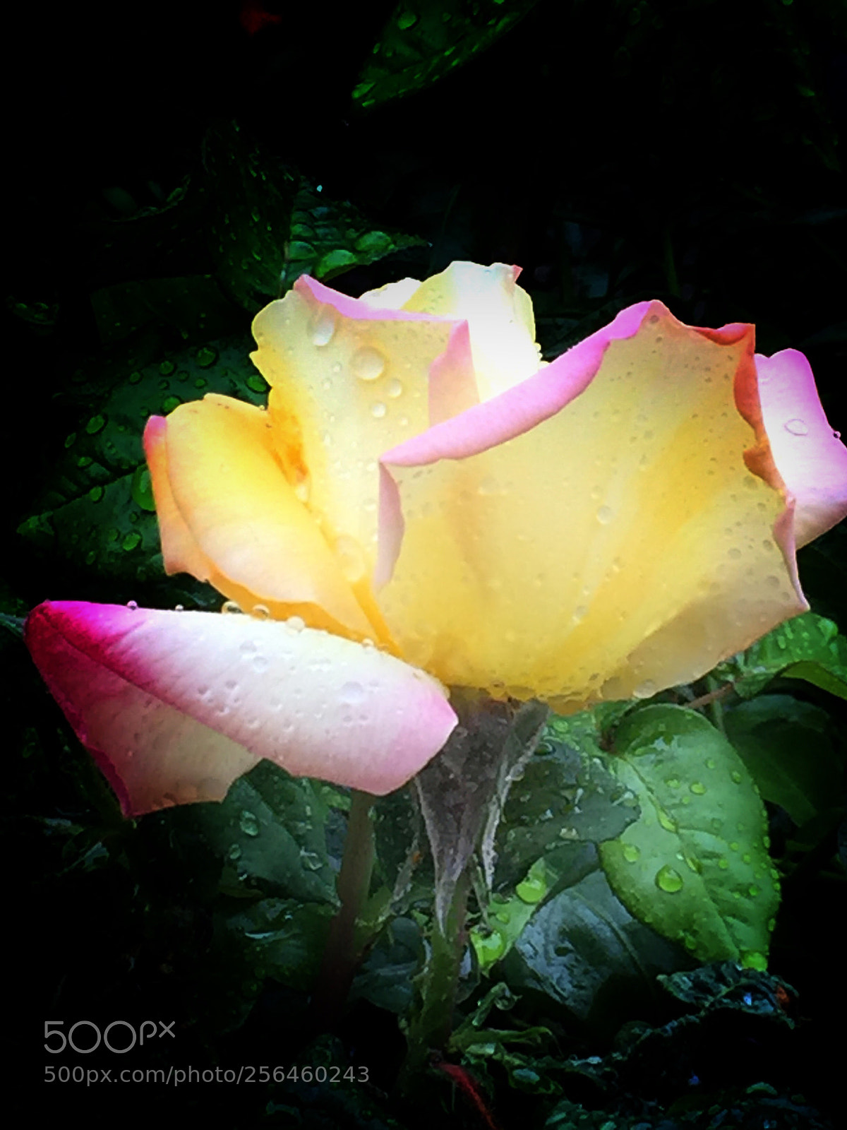 Apple iPhone 6 sample photo. Rosa diana 2018 photography