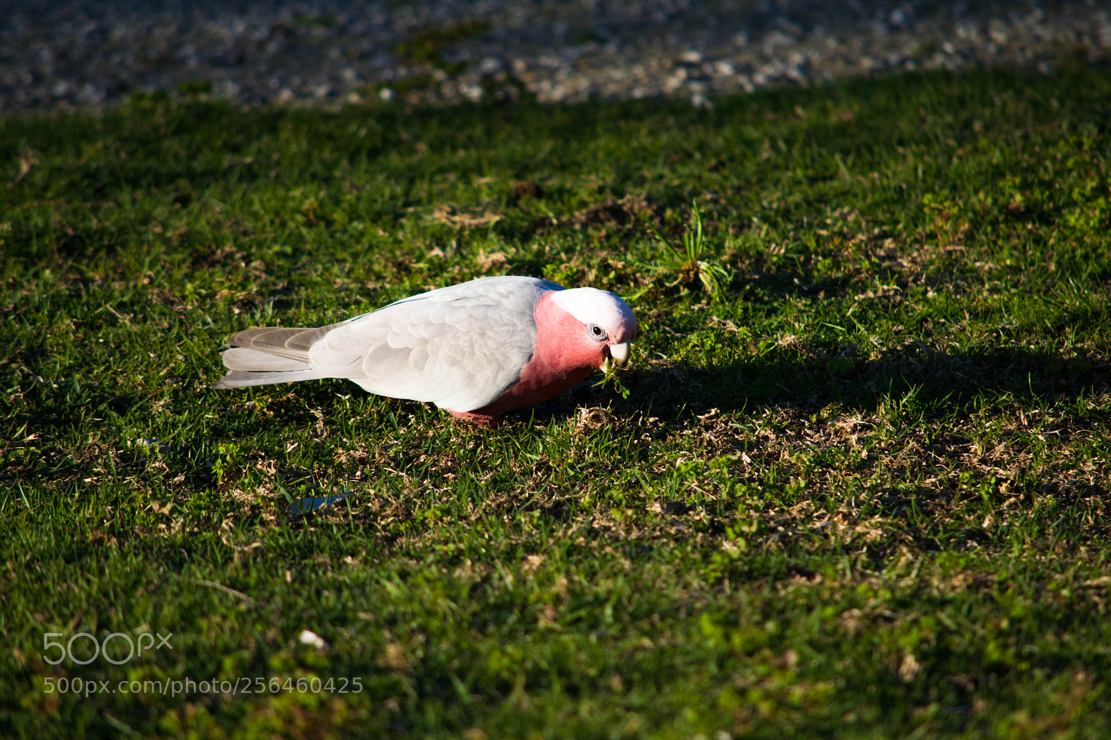 Nikon D3300 sample photo. Galah photography