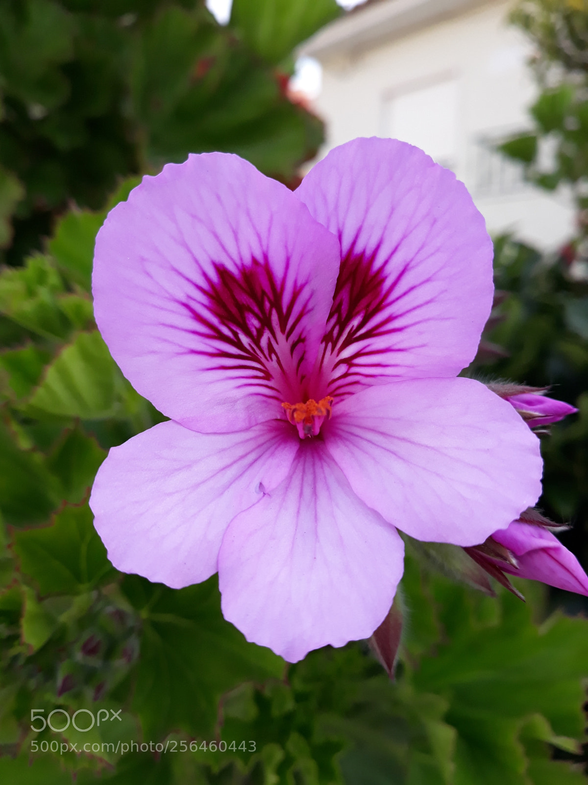 Samsung Galaxy J7 sample photo. 20180419_080905.jpg photography