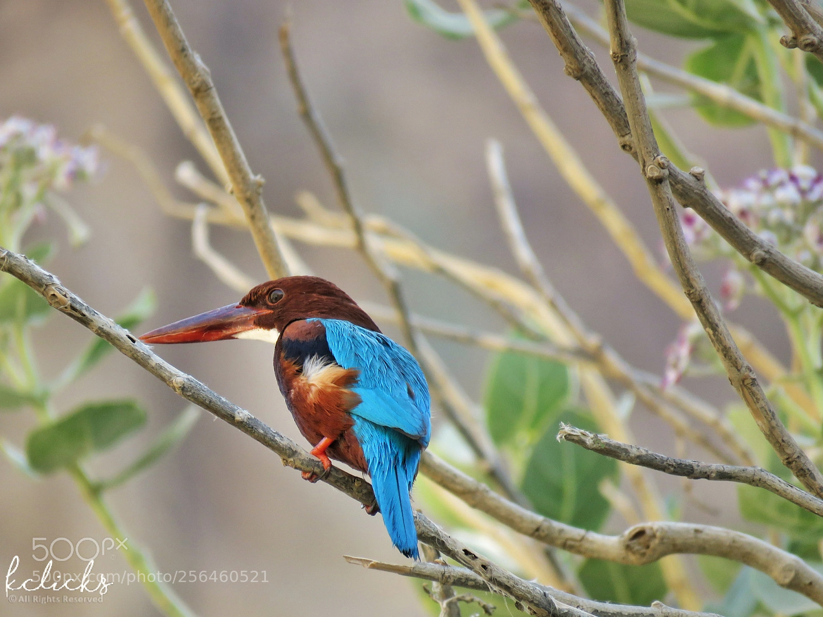 Canon PowerShot SX60 HS sample photo. Kingfisher photography