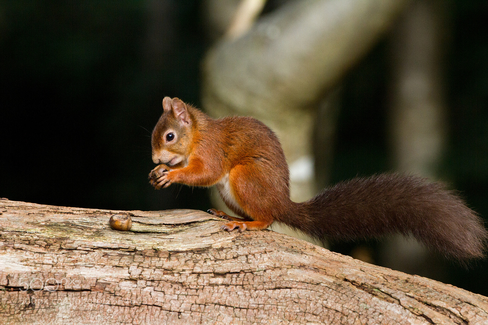 Canon EOS 7D sample photo. European red squirrel sciurus photography