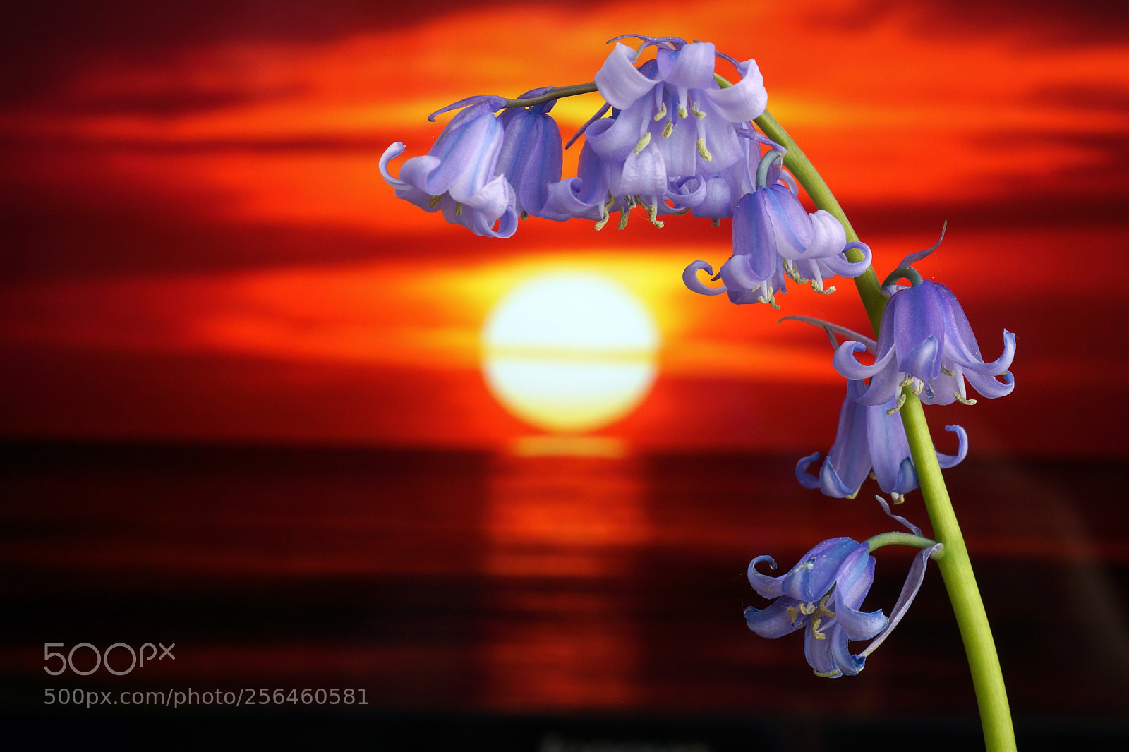 Sony Alpha NEX-7 sample photo. Blau gl ckchen im photography