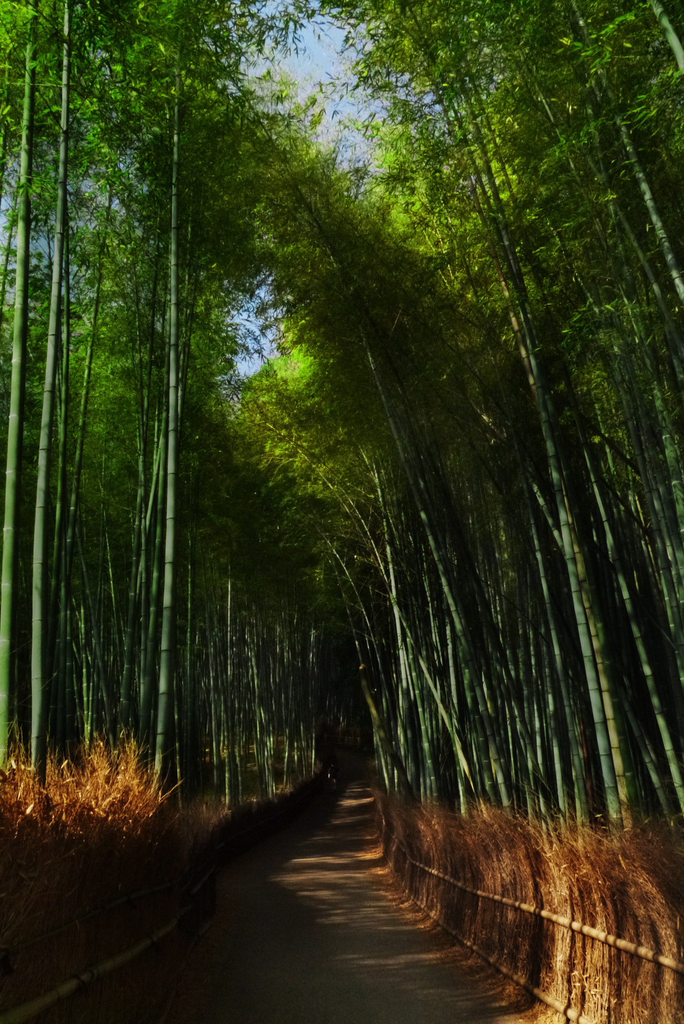 Panasonic Lumix DMC-GX1 sample photo. Road of bamboo forest photography