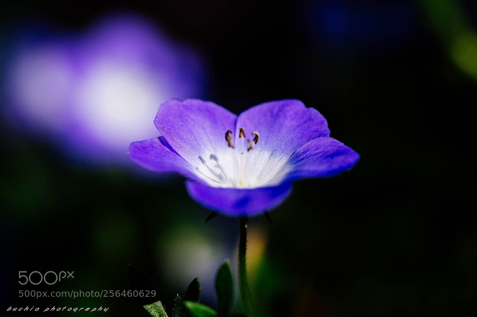Olympus OM-D E-M1 Mark II sample photo. Nemophila photography