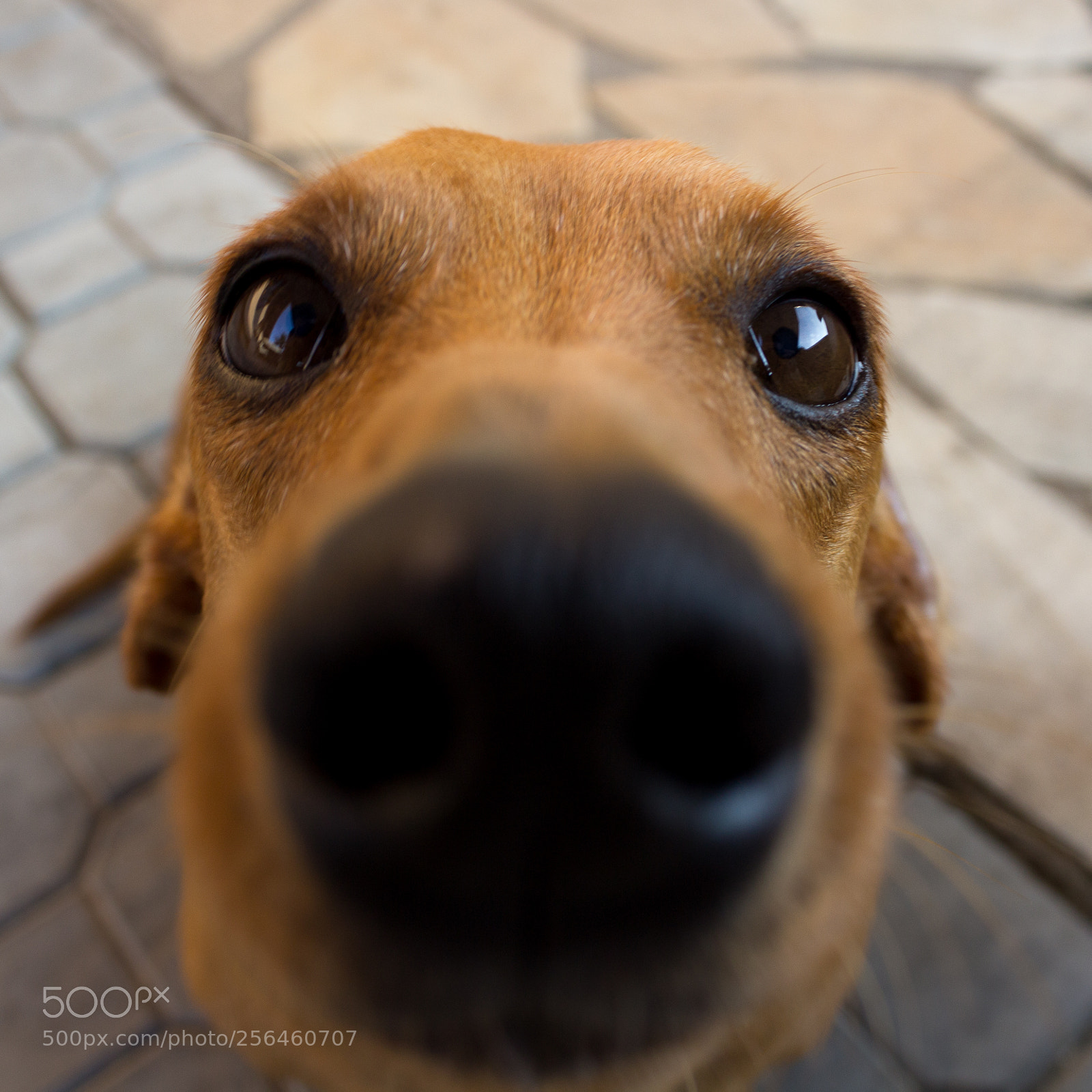 Canon EOS 1200D (EOS Rebel T5 / EOS Kiss X70 / EOS Hi) sample photo. Nose and eyes photography