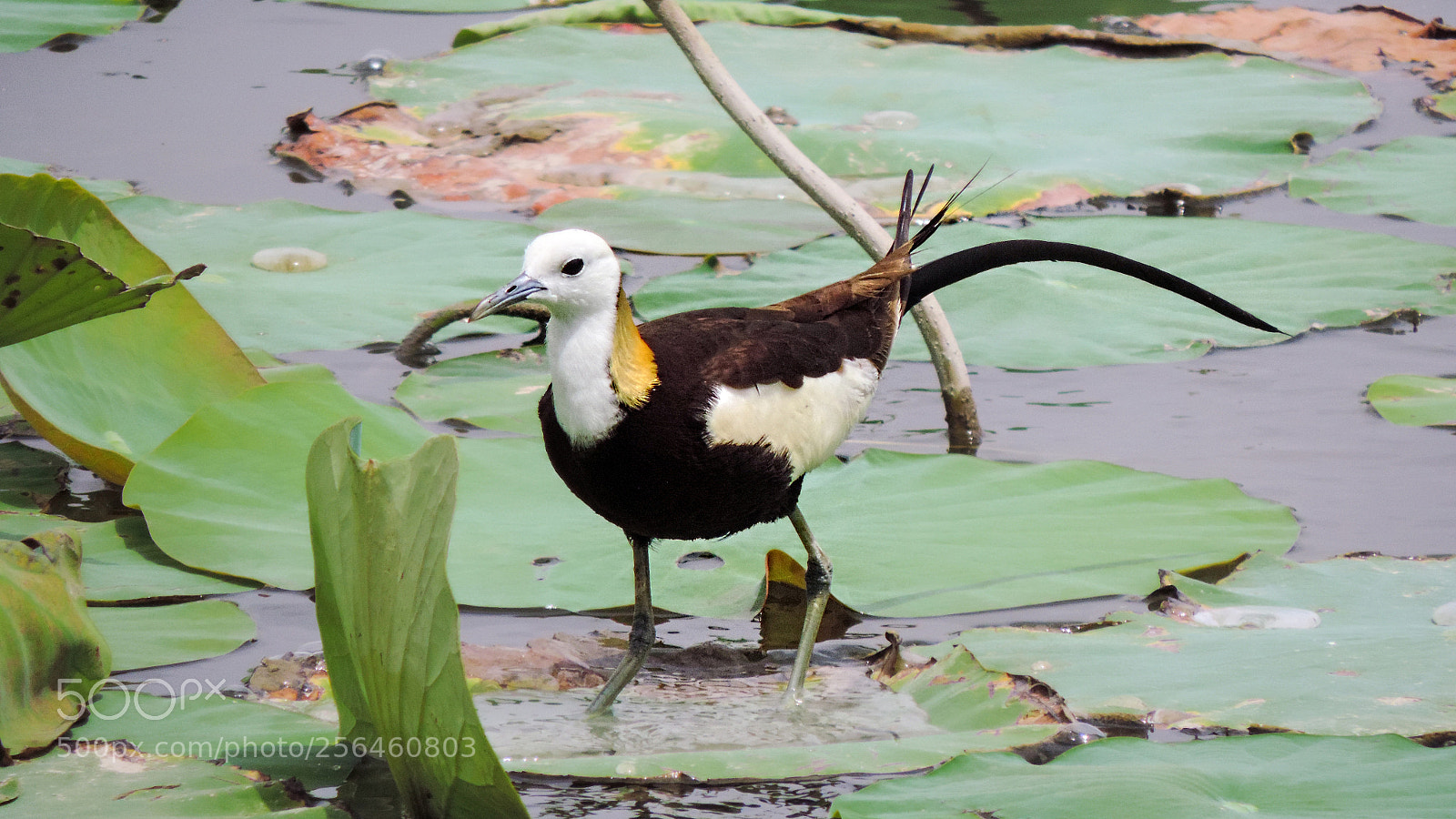 Nikon Coolpix P520 sample photo. Pheasant tailed jacana photography