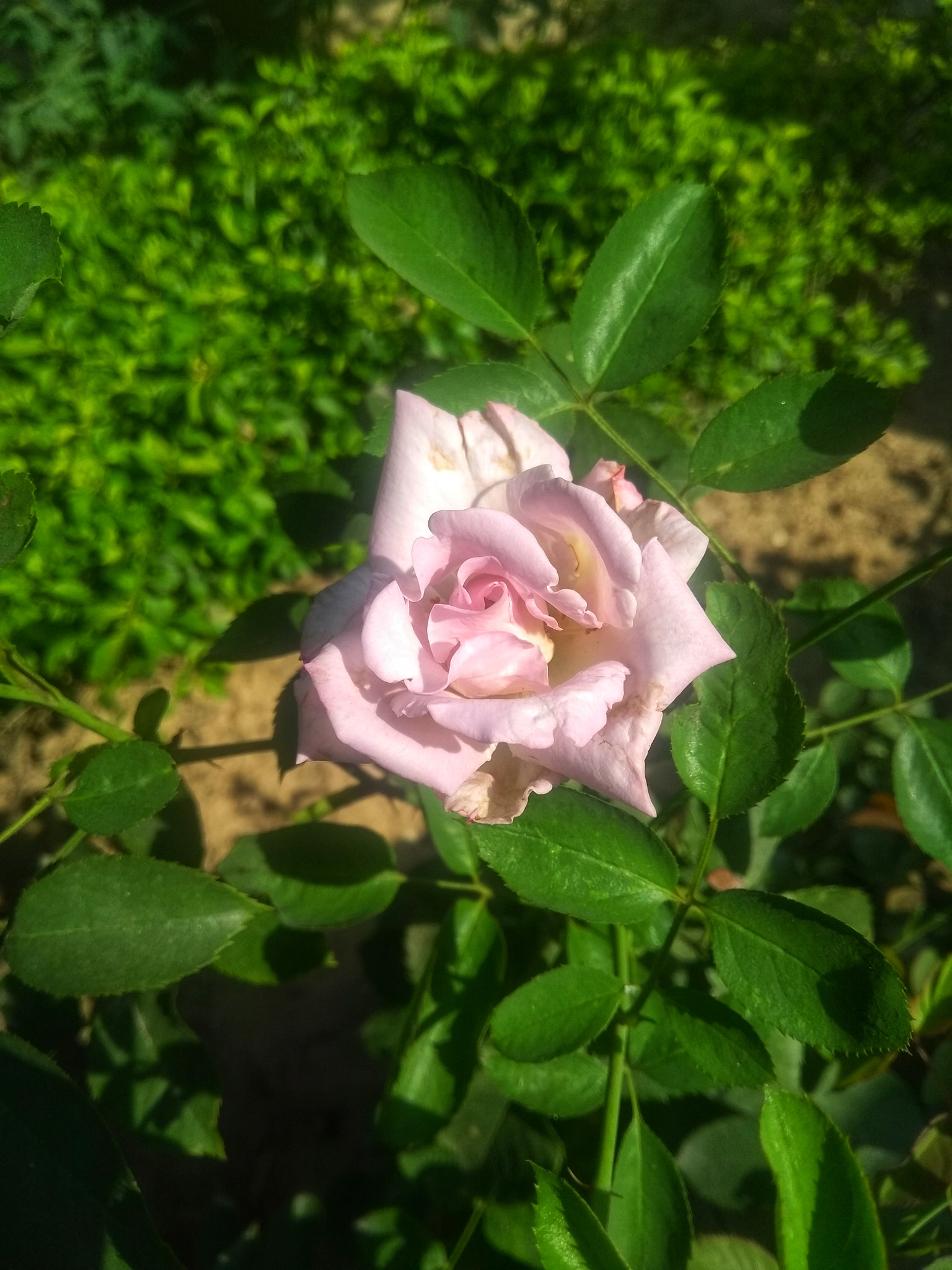 Motorola Moto G (5th Gen) sample photo