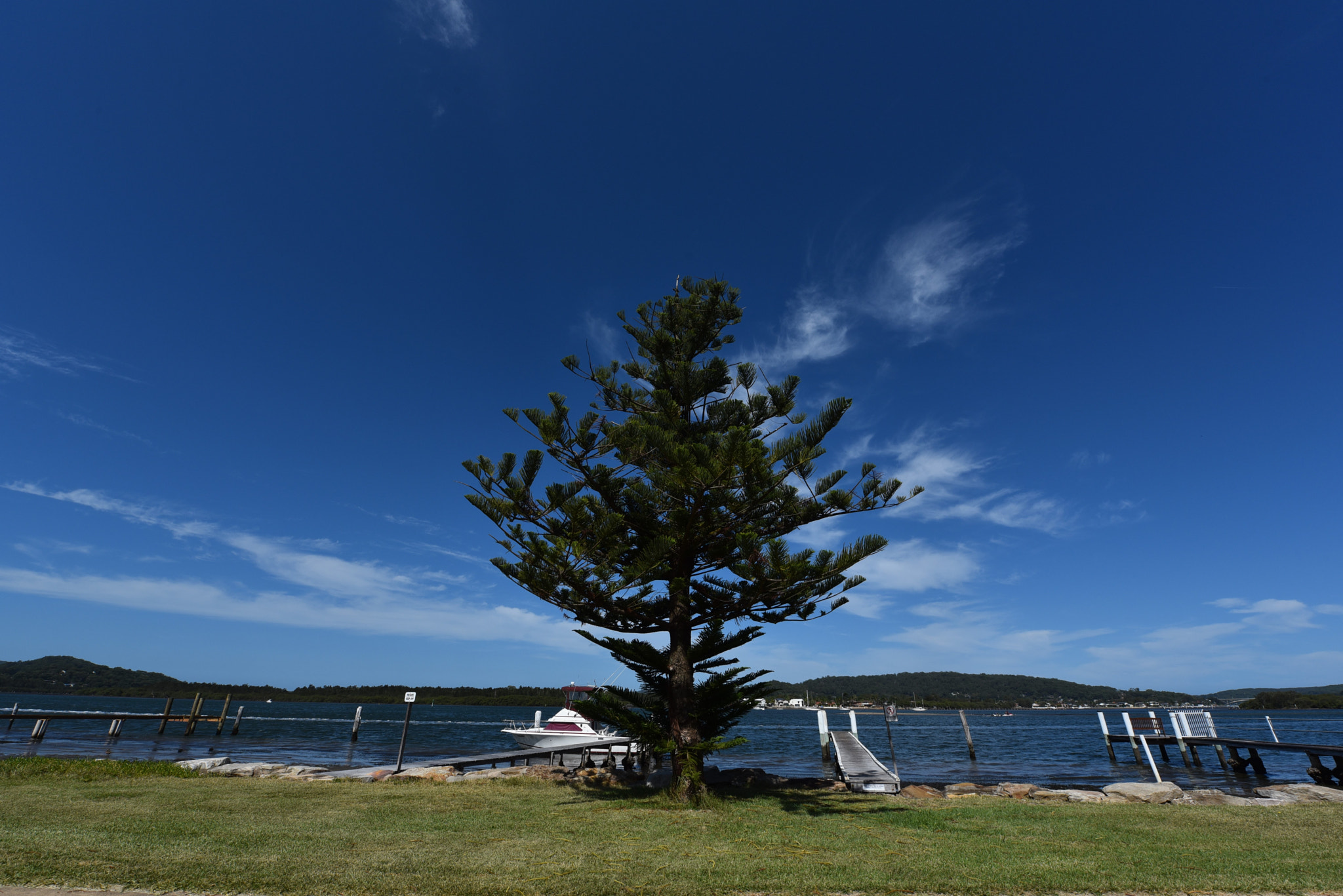 Nikon AF-S Nikkor 14-24mm F2.8G ED sample photo. Tree photography