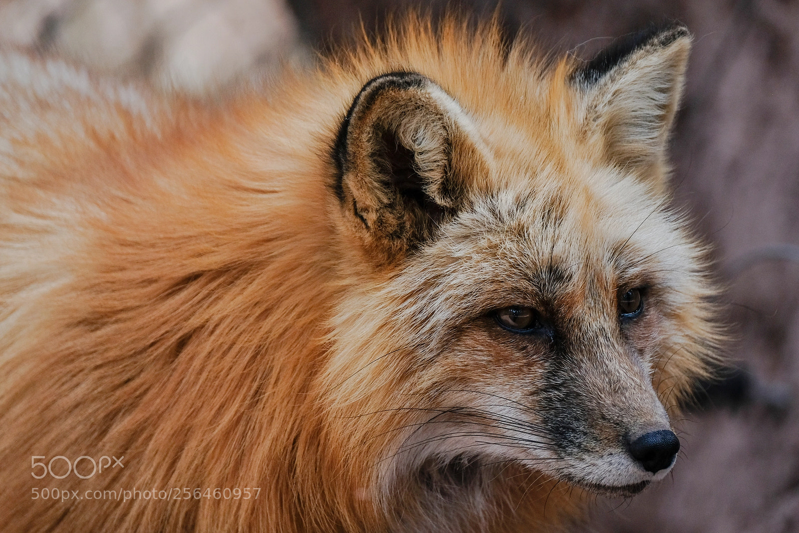 Fujifilm X-T2 sample photo. Red fox photography