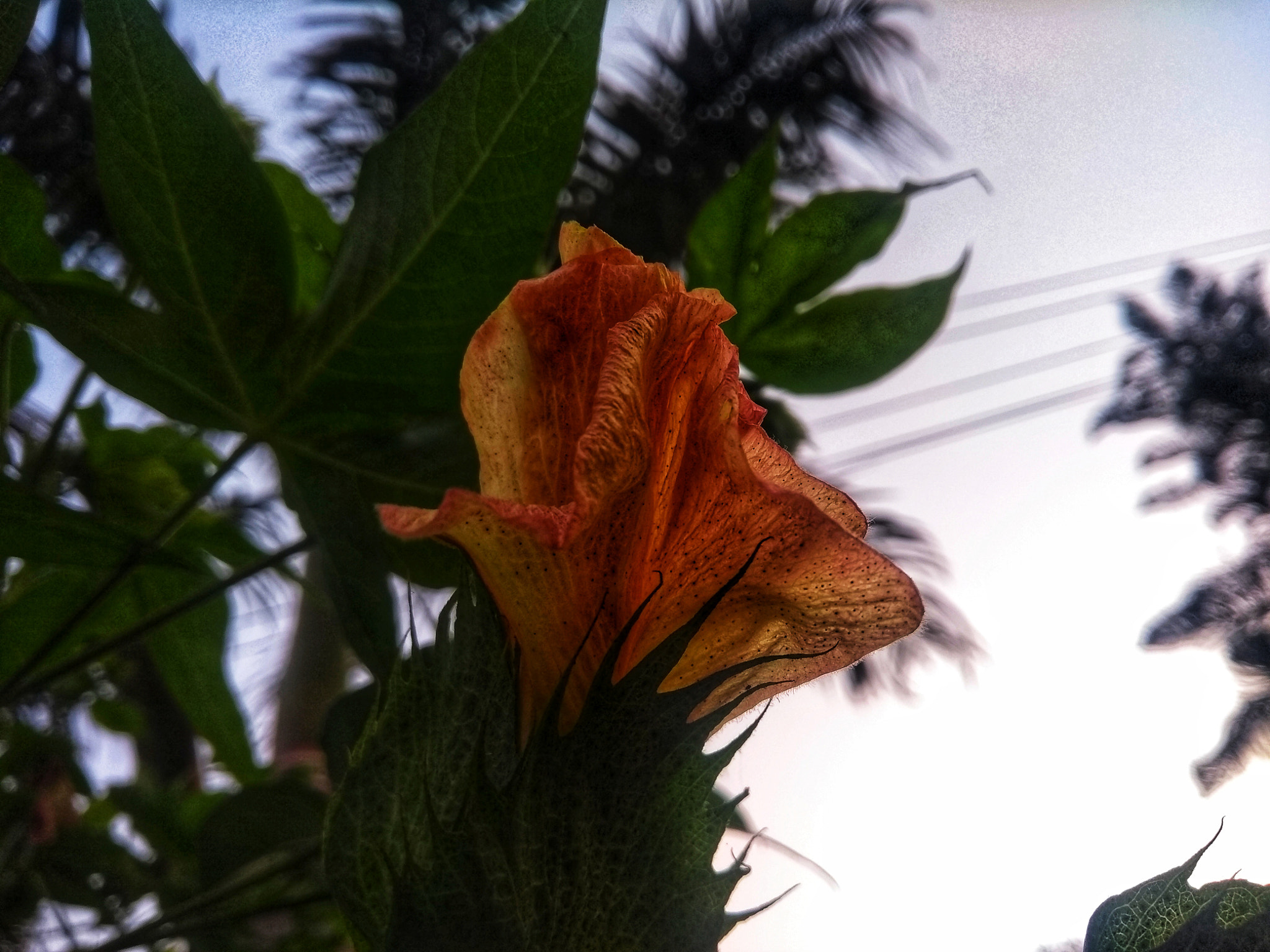 Motorola Moto G (5th Gen) sample photo