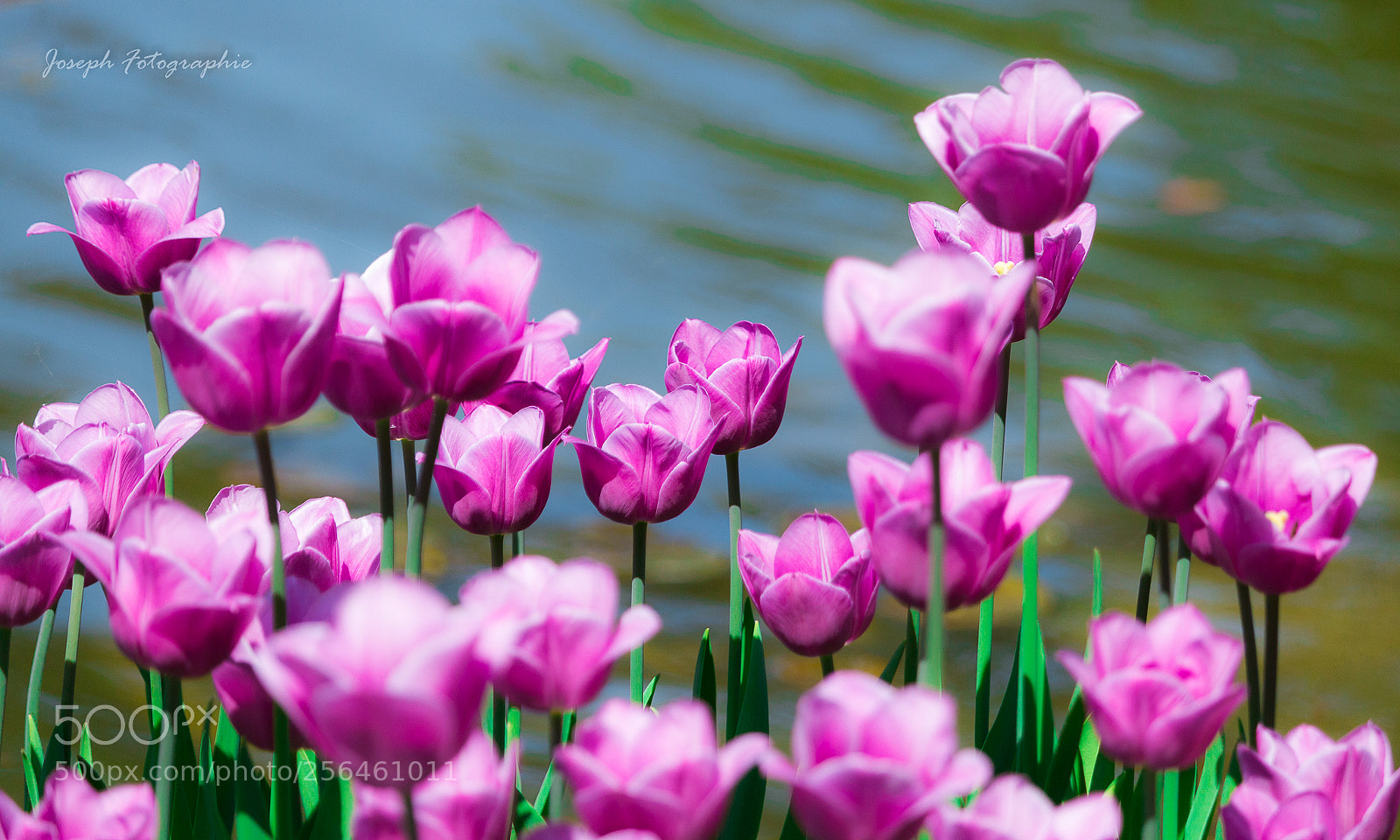 Canon EOS 70D sample photo. Tulips pink photography