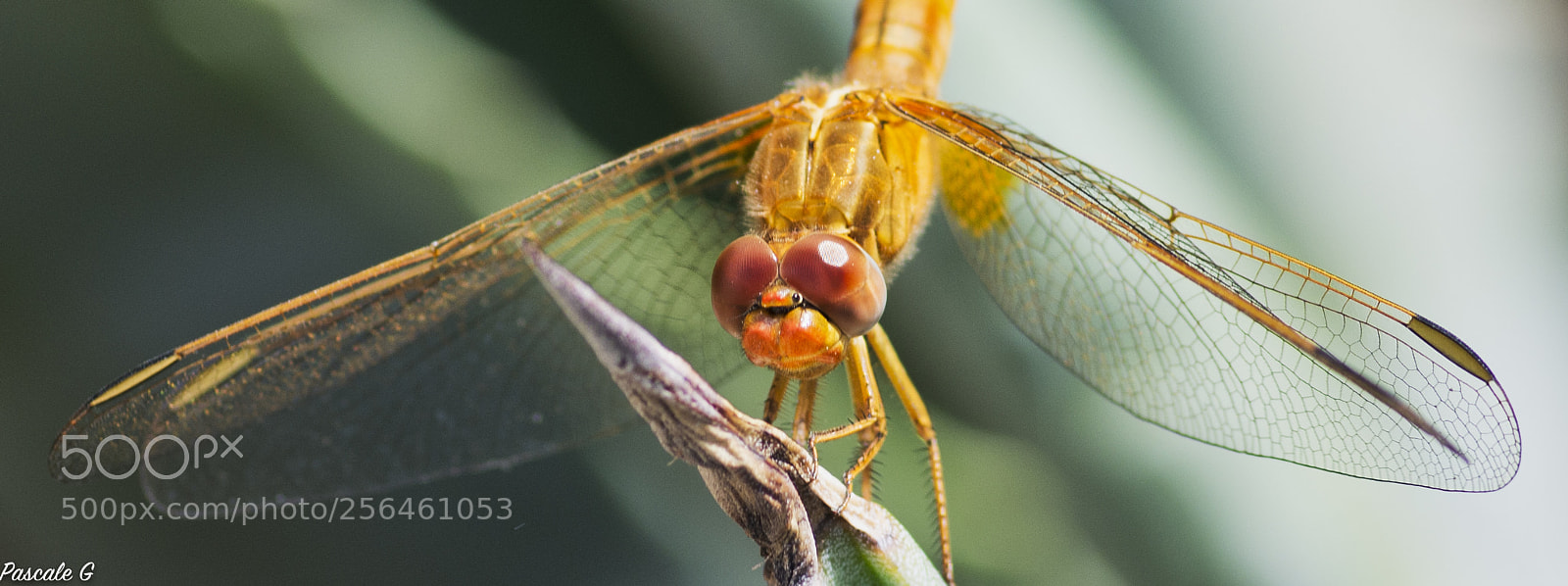 Nikon D7100 sample photo. Dragonfly wings ailes de photography