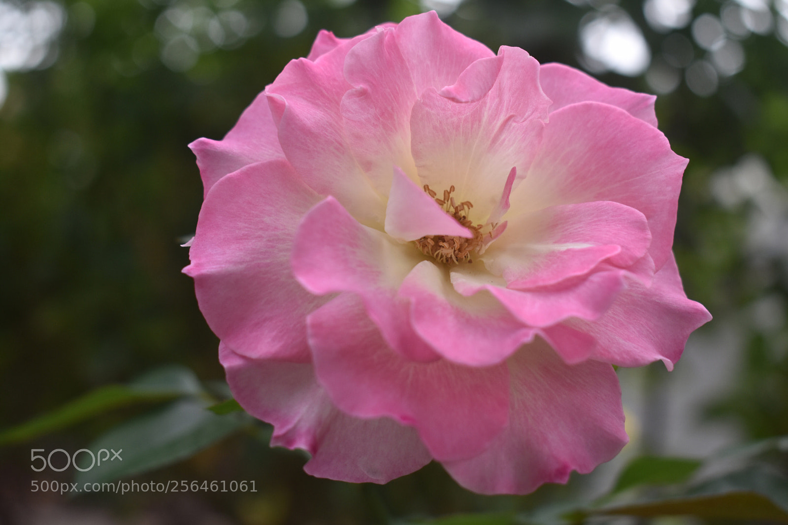 Nikon D3400 sample photo. Pink sunrise photography