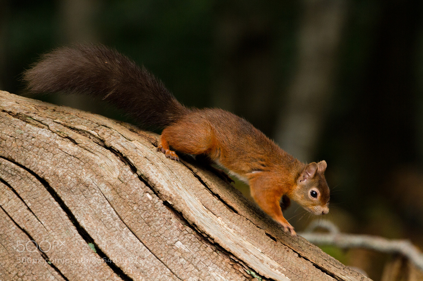Canon EOS 7D sample photo. European red squirrel sciurus photography